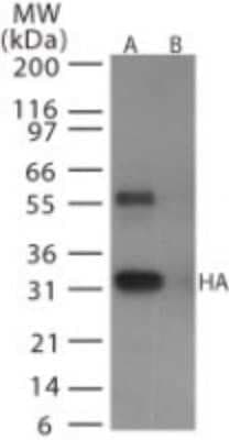Western Blot: Avian Influenza A H6N1 Hemagglutinin Antibody [NB100-56608]