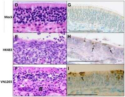 Immunohistochemistry: Avian Influenza A H6N1 Nucleoprotein Antibody [NB100-56572]