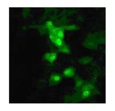 Immunocytochemistry/ Immunofluorescence: Avian Influenza A Hemagglutinin Antibody Pack [NBP2-25066]