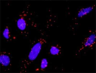 Proximity Ligation Assay: Axin-1 Antibody (2B11) [H00008312-M01]