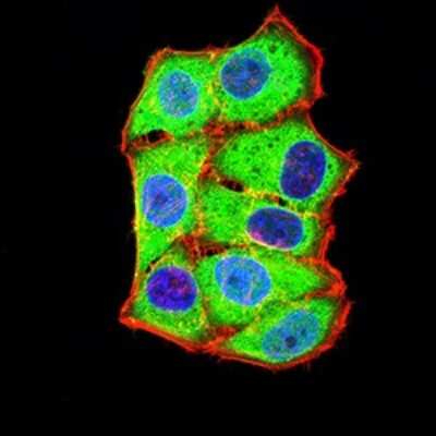 Immunocytochemistry/ Immunofluorescence: Axin-1 Antibody (4E9F1) - BSA Free [NBP2-61695]
