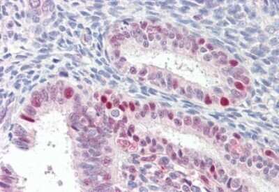 Immunohistochemistry-Paraffin: Axotrophin Antibody [NB100-93417]