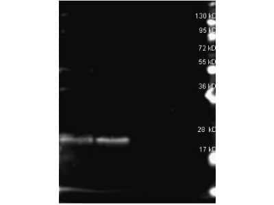 Western Blot: B-Phycoerythrin Antibody [NB120-7011]