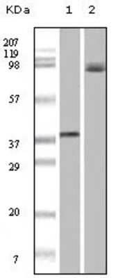 Western Blot: B-Raf Antibody (1H12F1)BSA Free [NBP1-47555]
