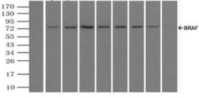 Immunoprecipitation: B-Raf Antibody (OTI5A9) - Azide and BSA Free [NBP2-70260]