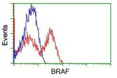 Flow Cytometry: B-Raf Antibody (OTI5A9) [NBP1-47668]
