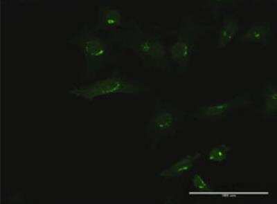 Immunocytochemistry/ Immunofluorescence: B3GALT6 Antibody [H00126792-B01P-50ug]