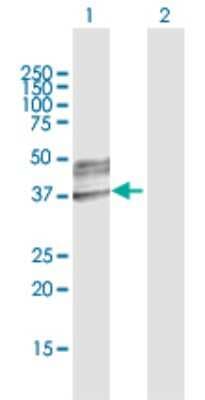 Western Blot: B3GNT3 Antibody [H00010331-D01P]