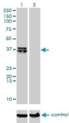 Western Blot: B4GALT4 Antibody (5E2) [H00008702-M01]