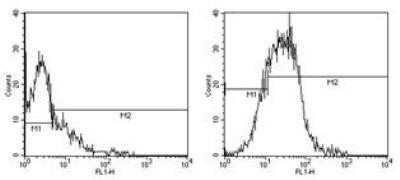Flow Cytometry: B7-1/CD80 Antibody (16-10A1) - BSA Free [NBP1-43385]