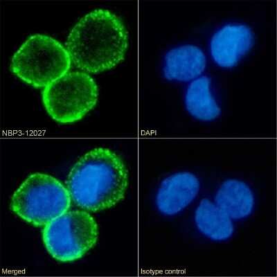 Immunocytochemistry/ Immunofluorescence: B7-1/CD80 Antibody (16C10) - Chimeric - Azide and BSA Free [NBP3-12027]