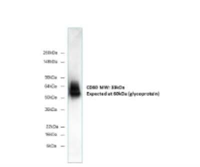 Western Blot: B7-1/CD80 Antibody (62N3G8)Azide and BSA Free [NBP2-80588]