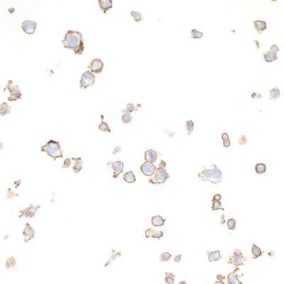 Immunocytochemistry/ Immunofluorescence: B7-2/CD86 Antibody (BLR029F) [NBP2-76416]