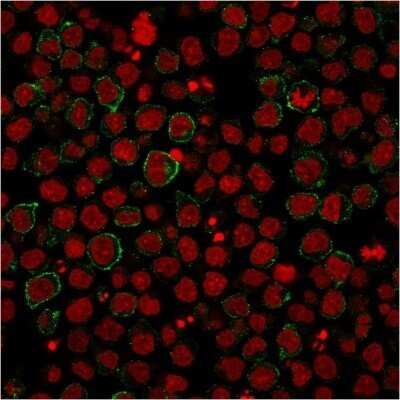 Immunocytochemistry/ Immunofluorescence: B7-2/CD86 Antibody (BU63) - Azide and BSA Free [NBP2-34569]