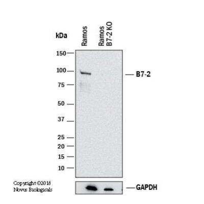 Knockout Validated: B7-2/CD86 Antibody (BU63) - Azide and BSA Free [NBP2-34569]