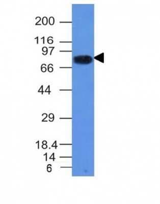 Western Blot: B7-2/CD86 Antibody (C86/1146)Azide and BSA Free [NBP2-47778]