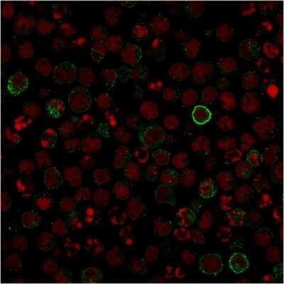 Immunocytochemistry/ Immunofluorescence: B7-2/CD86 Antibody (C86/1146) [NBP2-44514]