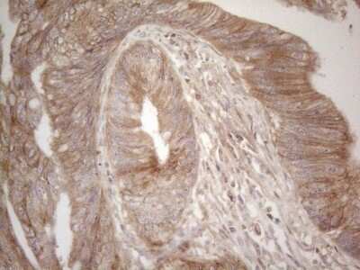 Immunohistochemistry: B7-H2/ICOSLG Antibody (OTI2C5) [NBP2-46011]