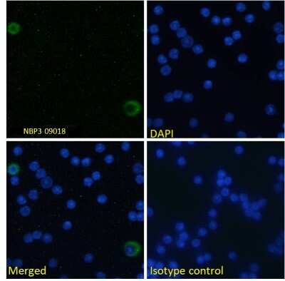 Immunocytochemistry/ Immunofluorescence: B7-H2/ICOSLG Antibody (HK5.3) - Chimeric - Azide and BSA Free [NBP3-09018]