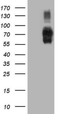 Western Blot: B7-H2/ICOSLG Antibody (OTI2C5)Azide and BSA Free [NBP2-71735]