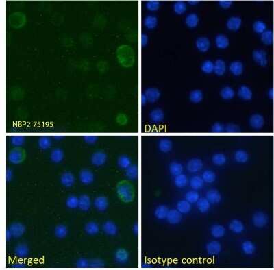 Flow Cytometry: B7-H3/CD276 Antibody (MJ18) - Chimeric - Azide and BSA Free [NBP2-75195]