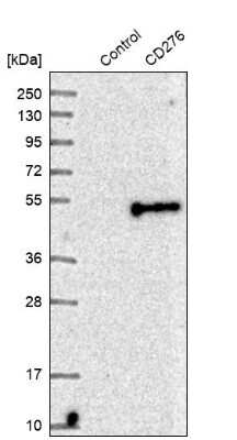Western Blot: B7-H3/CD276 Antibody [NBP1-88965]