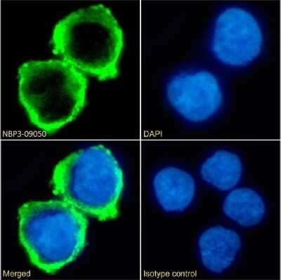 Immunocytochemistry/ Immunofluorescence: B7-H6 Antibody (17B1.3) - Chimeric - Azide and BSA Free [NBP3-09050]