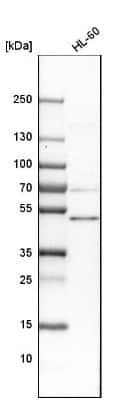Western Blot: B7-H6 Antibody [NBP1-91144]