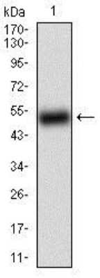 Western Blot: BACE-1 Antibody (3C1C3)BSA Free [NBP2-37261]