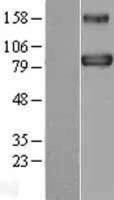 Western Blot: BACH1 Overexpression Lysate [NBL1-07897]