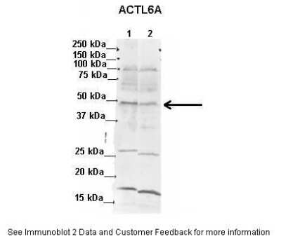 Western Blot: BAF53A Antibody [NBP1-55378]