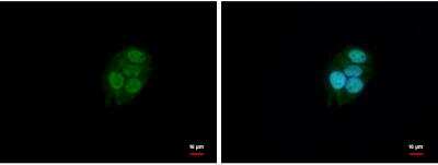 Immunocytochemistry/ Immunofluorescence: BAF57 Antibody [NBP1-31100]