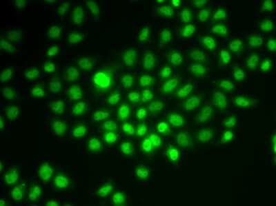 Immunocytochemistry/ Immunofluorescence: BAF57 Antibody - BSA Free [NBP2-92966]