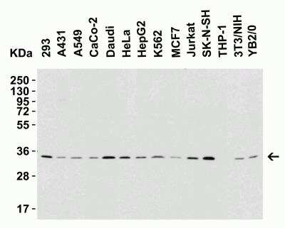 Western Blot: BAFF/BLyS/TNFSF13B AntibodyBSA Free [NBP1-76843]