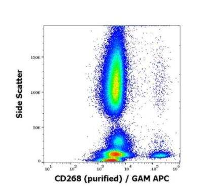 Flow Cytometry: BAFFR/TNFRSF13C Antibody (11C1) - BSA Free [NBP3-09142]