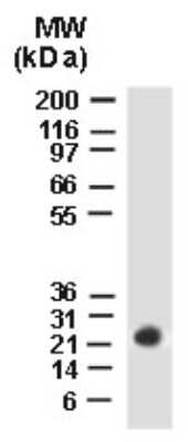 Western Blot: BAG2 Antibody [NB100-56087]