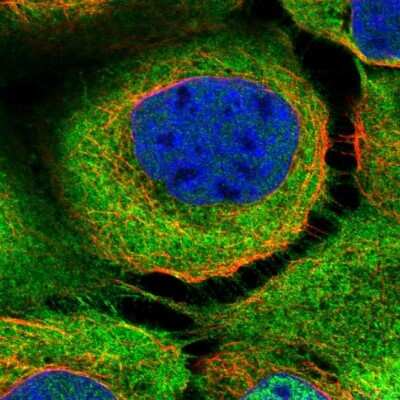 Immunocytochemistry/ Immunofluorescence: BAG3 Antibody [NBP1-86442]