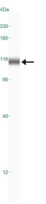 Simple Western: BAG3 Antibody [NBP2-27398]
