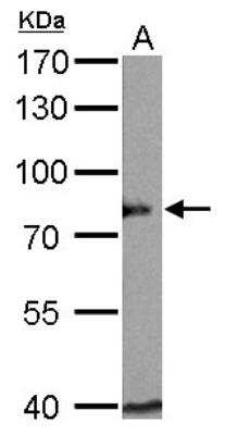 Western Blot: BAG3 Antibody [NBP2-15543]