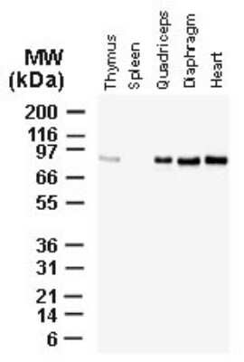 Western Blot: BAG3 Antibody [NBP2-27398]