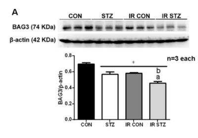 Western Blot: BAG3 Antibody [NBP2-27398]