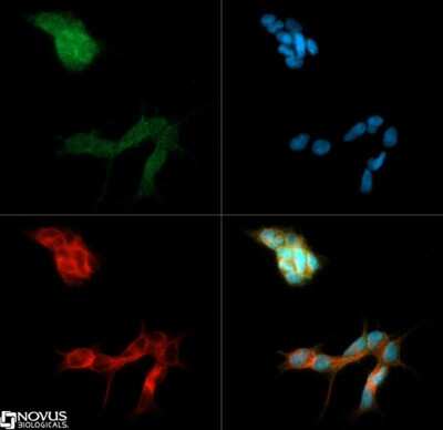 Immunocytochemistry/ Immunofluorescence: BAI1 Antibody [NB110-81586]