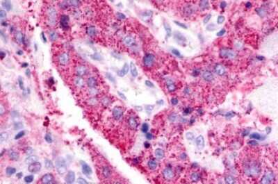 Immunohistochemistry-Paraffin: BAI3 Antibody - BSA Free [NLS979]