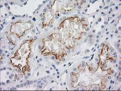 Immunohistochemistry-Paraffin: BAIAP2 Antibody (OTI 1D9) [NBP2-00810]