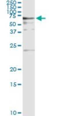 Immunoprecipitation: BAIAP2 Antibody (3F3-2D3) [H00010458-M01]