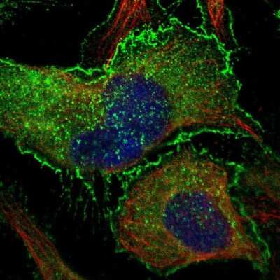 Immunocytochemistry/ Immunofluorescence: BAIAP2 Antibody [NBP1-88711]