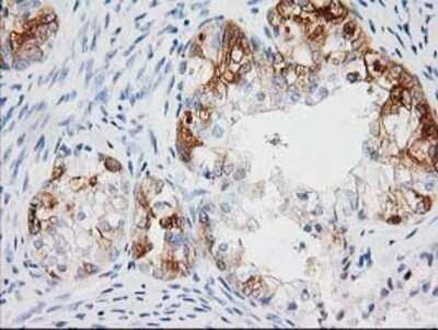 Immunohistochemistry: BAIAP2 Antibody (OTI 1D9) - Azide and BSA Free [NBP2-71603]
