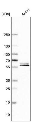 Western Blot: BAIAP2 Antibody [NBP1-88711]