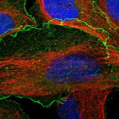 Immunocytochemistry/ Immunofluorescence: BAIAP2L1 Antibody [NBP1-89528]