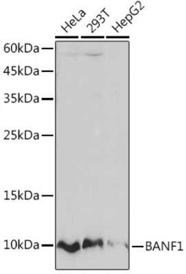 Western Blot: BANF1 Antibody (6J8O2) [NBP3-16263]
